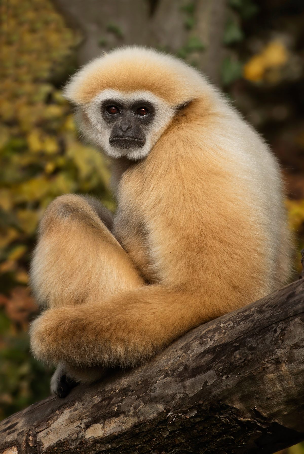 SPAR_Zoo Sbg_Gibbo_Samuk