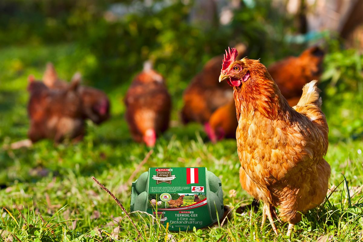 SPAR schaut drauf Tierwohl-Eier aus Freilandhaltung