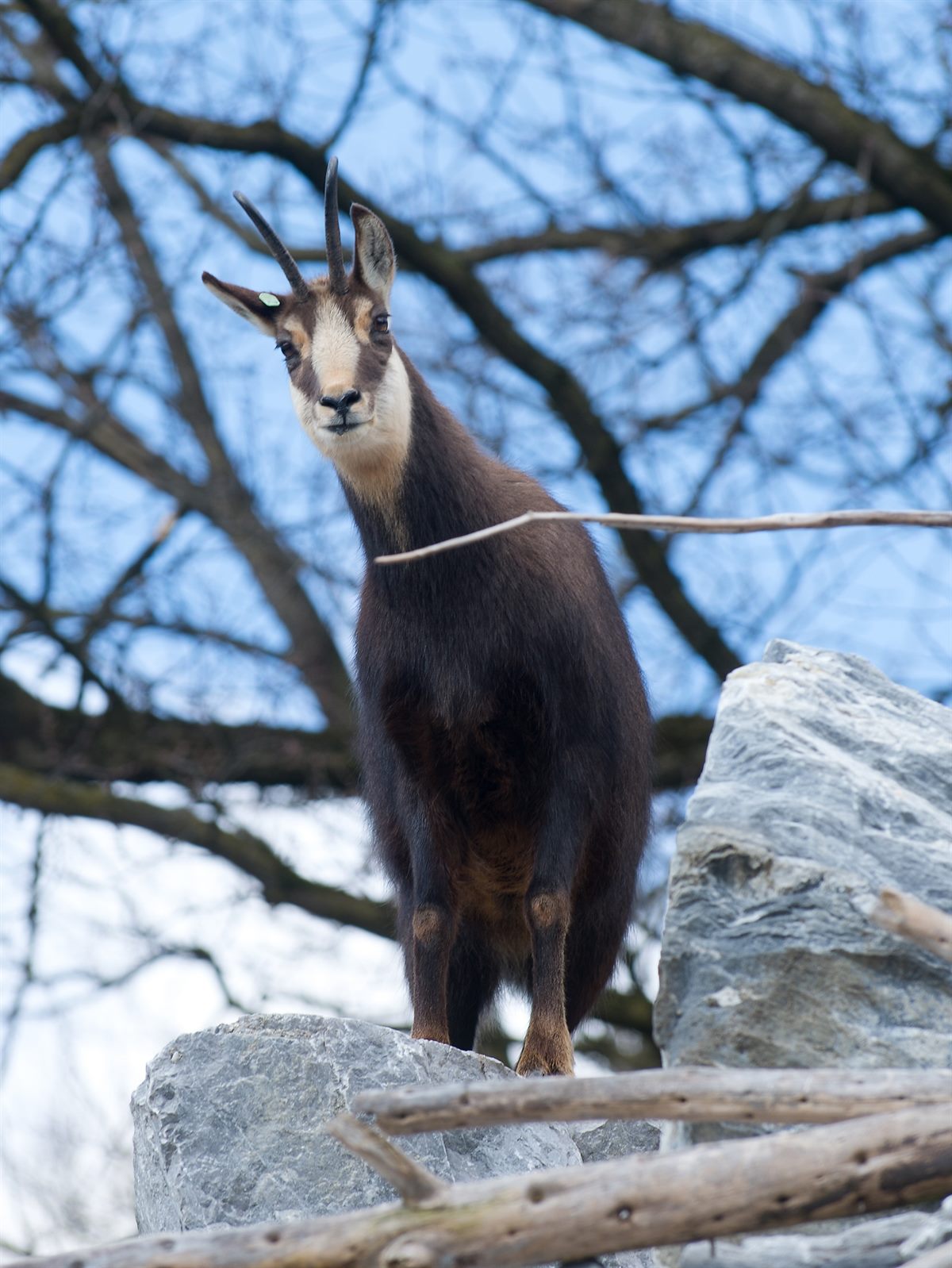 SPAR_Alpenzoo_Innsbruck_Gämse