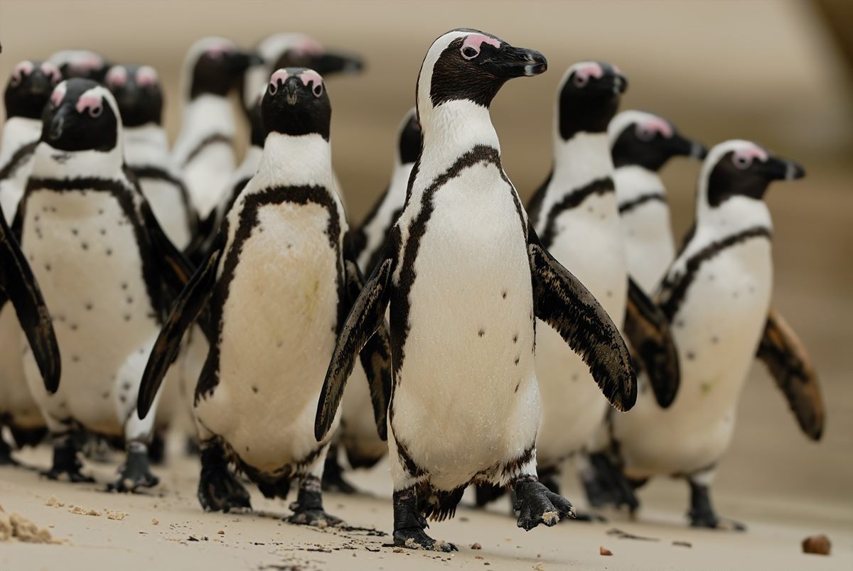 SPAR_Zoo_Salzburg_Pinguine