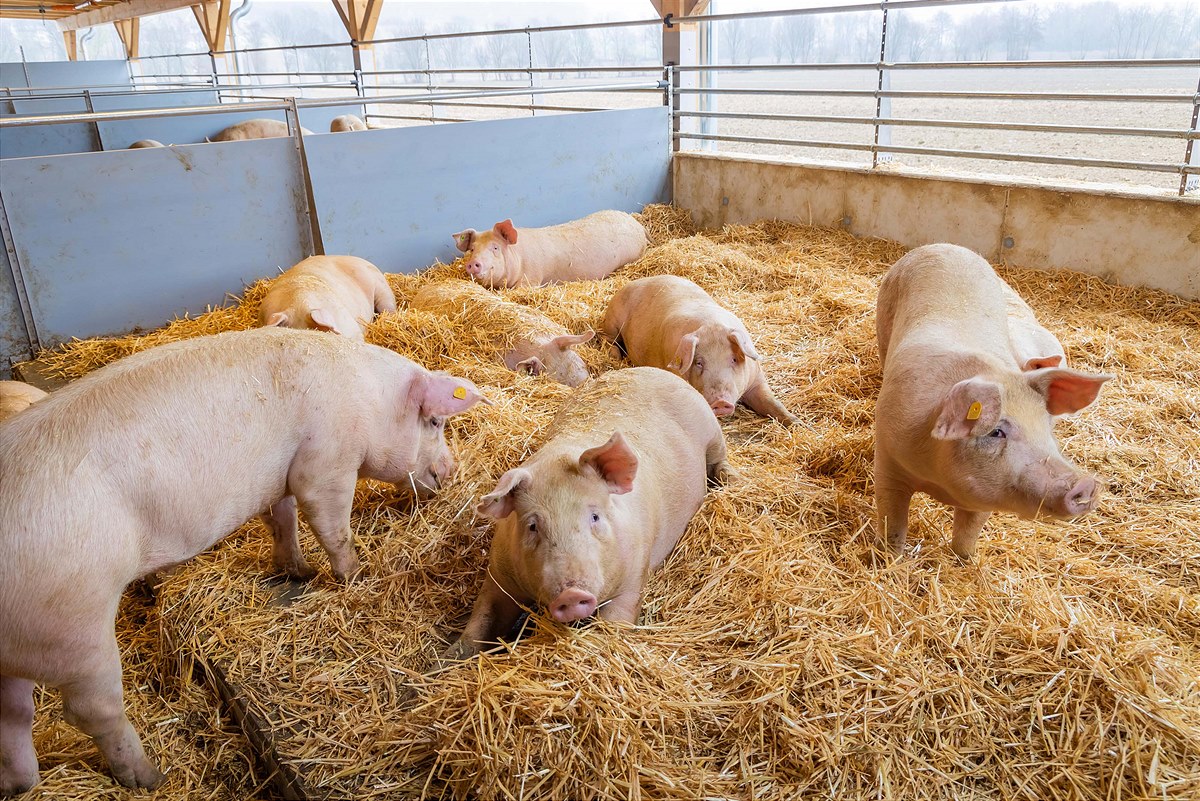 TANN Duroc Vulkanlandschwein