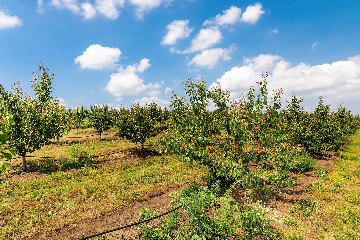 9.000 Marillenbäume Burgenland