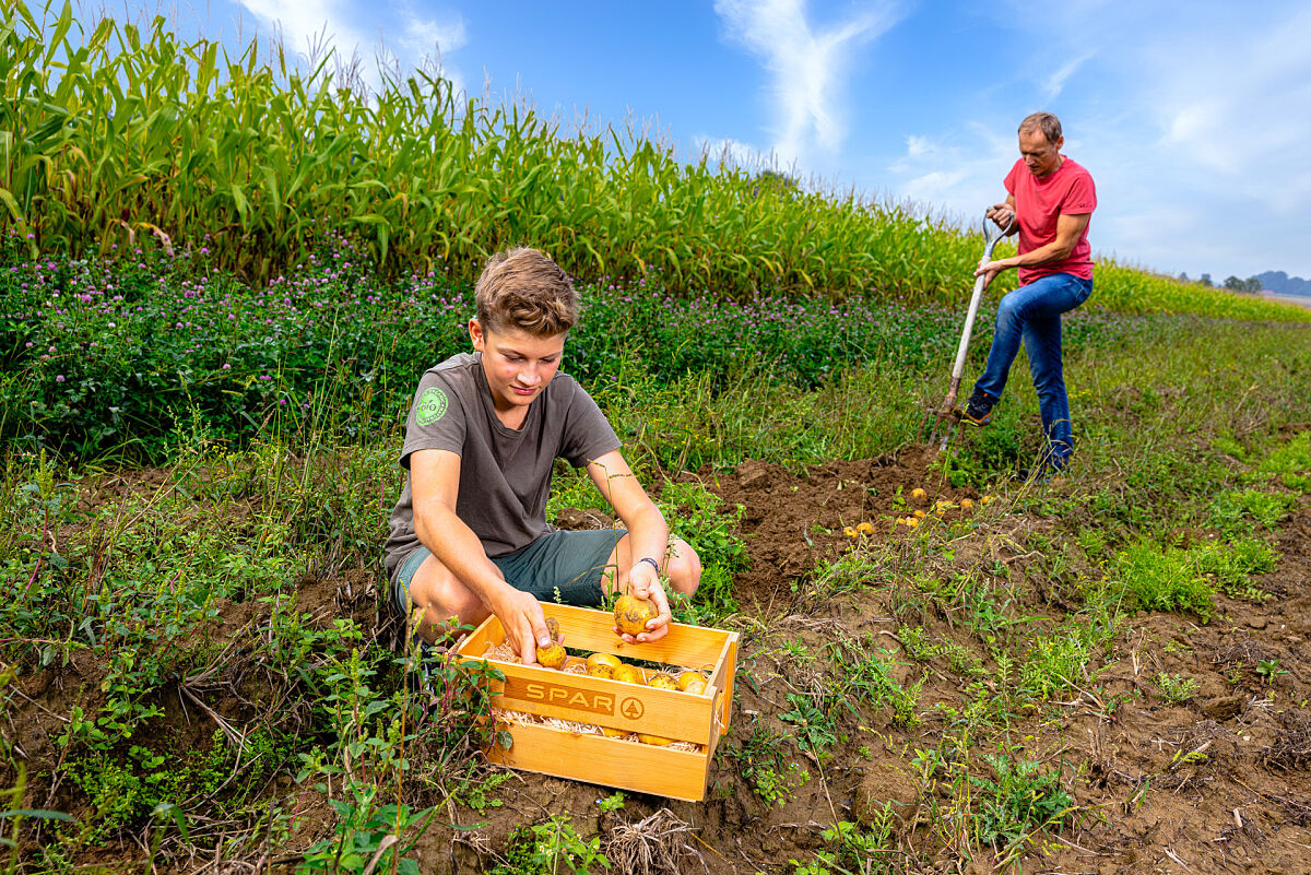 Bild 3_ Christian Stadler und Sohn bei der Ernte im Streifenanbau