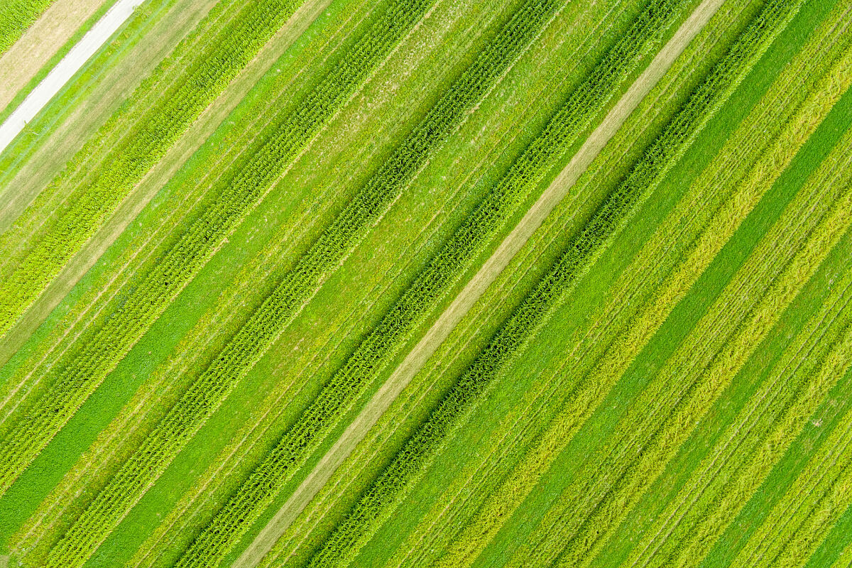 Bild 5_Streifenanbau