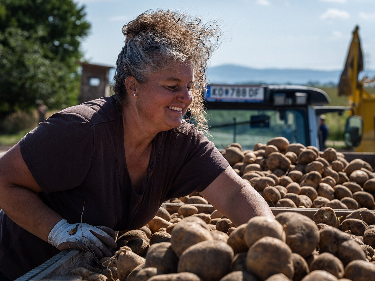 Bild 3_©SPAR-Attic_Karin Bauer bei der Ernte der Weinviertler Erdäpfel